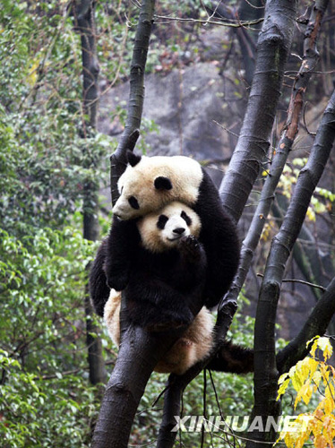 落戶桂林的奧運大熊貓與游客見面