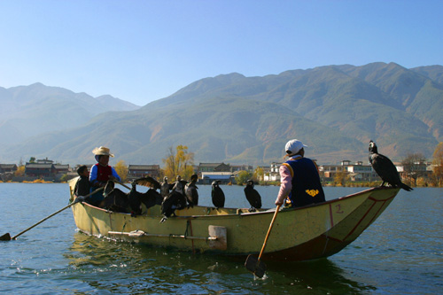 大理洱海：魚鷹捕魚醉人眼
