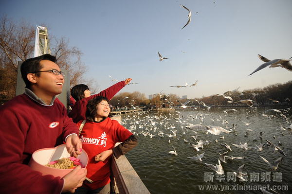 昆明為紅嘴鷗打造新年蛋糕