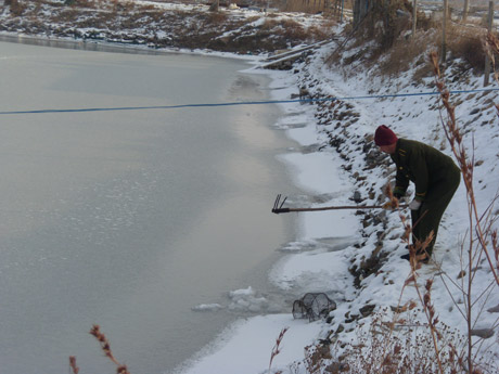 文登大面積結冰重創灘涂養殖業