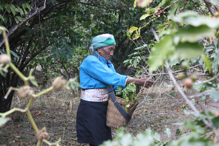 探秘朱苦拉(組圖)