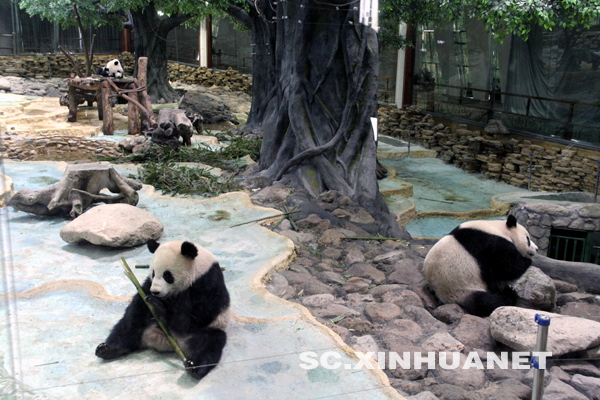 四川大熊貓適應浙江溫嶺“新家”