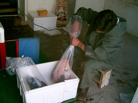 萊州灣海冰逐漸解封