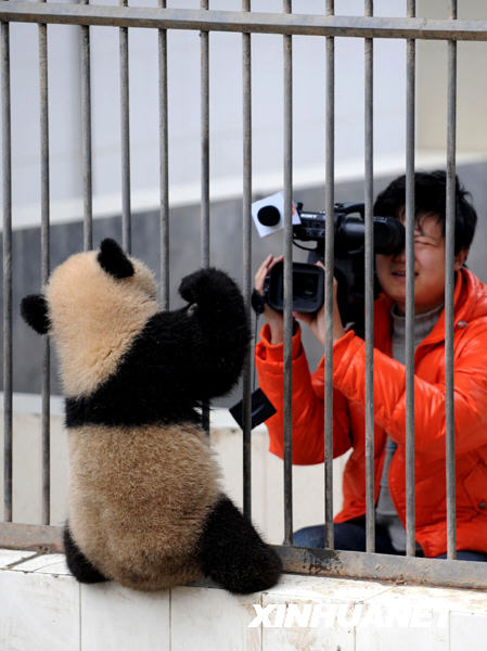 臥龍16只大熊貓寶寶進入幼兒園