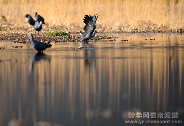 高原水鄉西湖 世外桃源如畫[多圖]