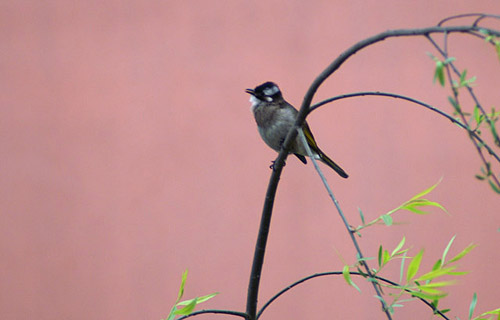 杭州西湖•柳浪聞鶯