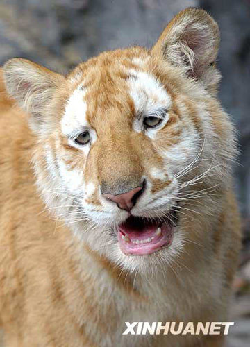 廣州香江野生動(dòng)物世界百虎山開放迎游客