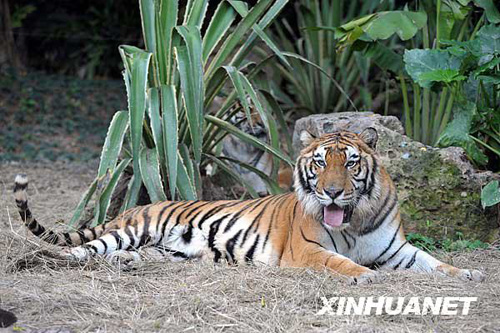 廣州香江野生動物世界百虎山開放迎游客