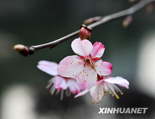 長沙春來早 櫻花露笑顏