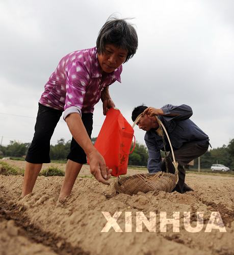 廣西各地群眾積極抗旱搶種