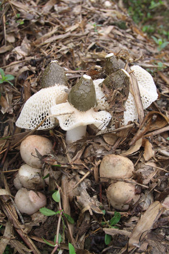 尼克松訪華時吃長寧竹蓀的秘密（圖）