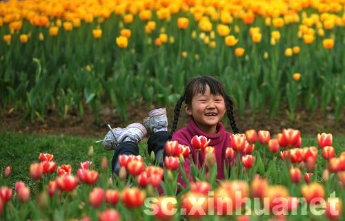 石象湖景區郁金香盛開