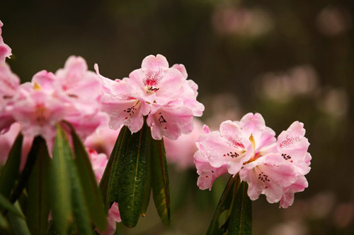 氣溫偏暖 神農(nóng)架高山杜鵑提前綻放（圖）