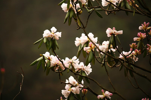 氣溫偏暖 神農架高山杜鵑提前綻放（圖）