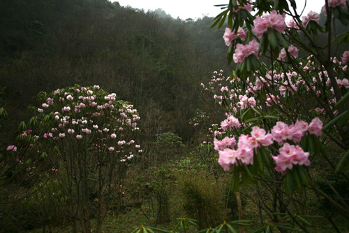 氣溫偏暖 神農(nóng)架高山杜鵑提前綻放（圖）
