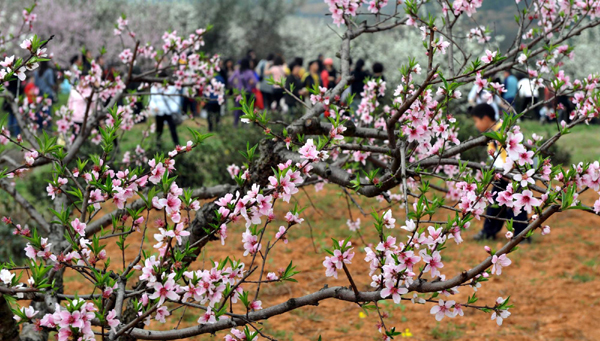洞庭無處不飛花