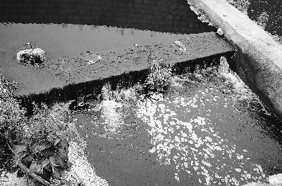 貴陽松溪河遭嚴(yán)重污染每天死魚數(shù)百斤(組圖)