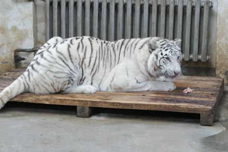 哈爾濱北方森林動物園園長回應(yīng)動物生存狀況問題