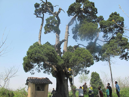 河南桐柏500歲古樹腹中起火 古樹生命幸免