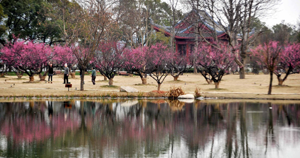 長沙橘子洲打造“生態(tài)島”