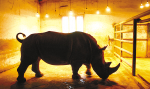 犀牛春天烤浴霸 愛(ài)聽(tīng)“牛郎”吹笛子