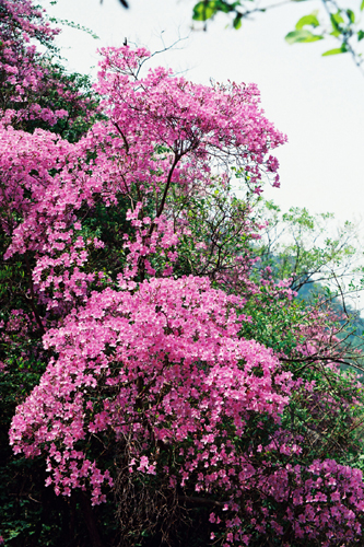 河南西峽七彩谷景區(qū)驚現(xiàn)3萬畝野生杜鵑群