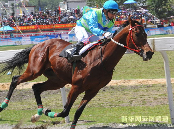 大理三月街賽馬會展開精彩競技