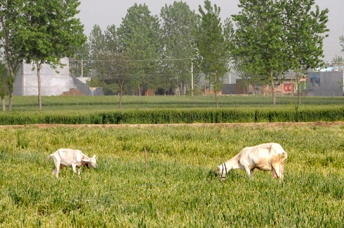 河南南陽發(fā)生“毀麥種樹”事件 上百畝小麥被鏟