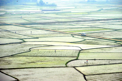 廣西春耕生產加快推進