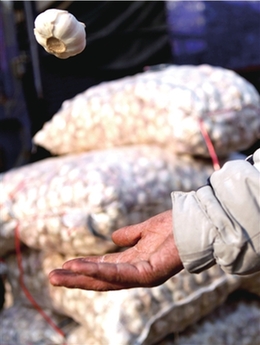 “瘋狂的大蒜”貴過豬肉 身價短期暴漲100倍