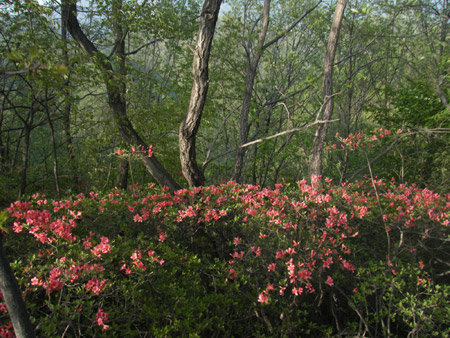 龍隱景區，杜鵑觀賞最佳地