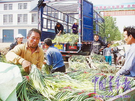 山東蒜薹價格開秤每公斤7.2元創新高(圖)