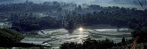 雨季田園如仙境