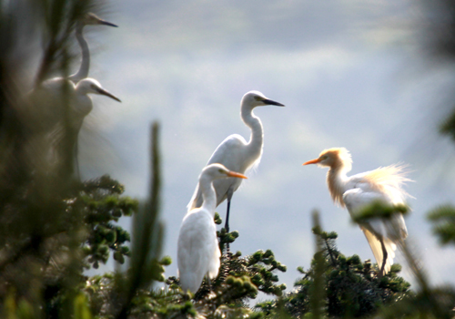 丹江口庫區成“鷺鳥天堂”