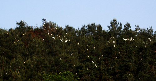 丹江口庫區成“鷺鳥天堂”