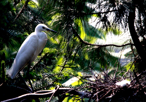 丹江口庫(kù)區(qū)成“鷺鳥天堂”