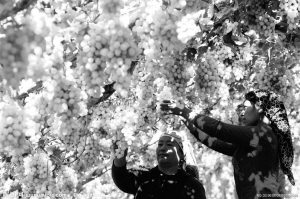 5國(guó)聯(lián)合絲路申遺 云南招募民間大使