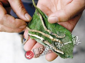沙坪壩虎峰山發(fā)現(xiàn)蟲草 小心服用以免中毒(圖)