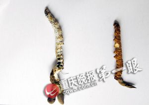 沙坪壩虎峰山發(fā)現(xiàn)蟲草 小心服用以免中毒(圖)