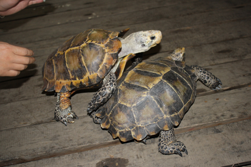 昔日寵物今成負擔 凹甲陸龜遷居云南野生動物園