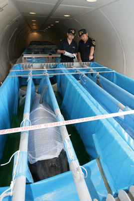 大連海關(guān)十分鐘驗(yàn)放八只進(jìn)口海豚