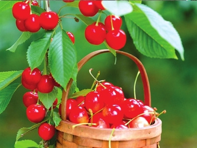 北京采摘季 鮮果正當時(組圖)