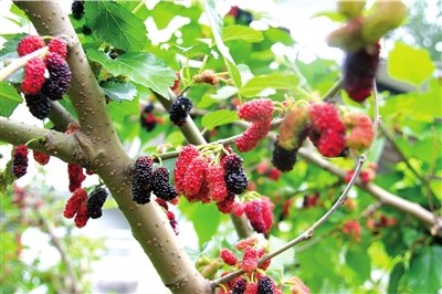北京采摘季 鮮果正當時(組圖)