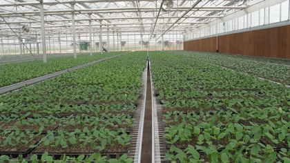 陜西楊凌示范區(qū)現(xiàn)代農(nóng)業(yè)取得突破性的進(jìn)展