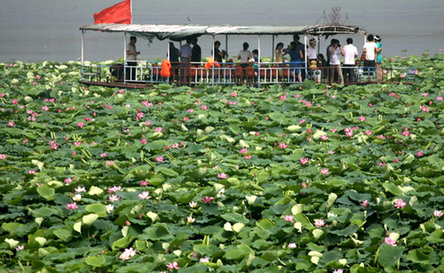 黃土高原圣天湖野荷盛開迎游客