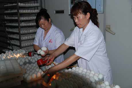 河南潢川：“華英農業”富民計劃在行動