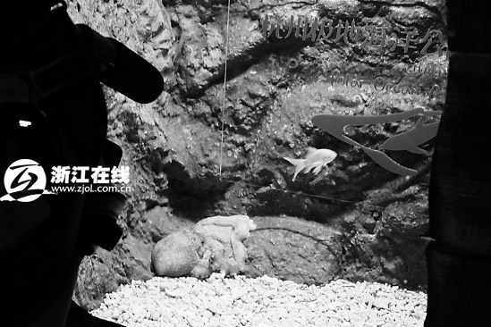 杭州極地海洋公園：“保羅帝”沒來“保羅弟”來了