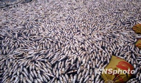 紫金礦業(yè)副總裁涉環(huán)境污染事故罪被刑拘