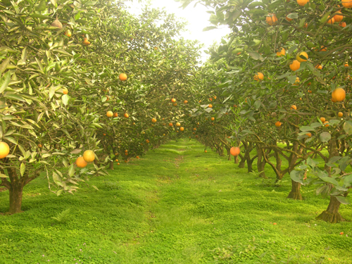 吸金4.42億元 江安縣旅游持續(xù)發(fā)展