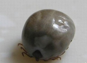 河南通報蜱蟲中毒事件 造成18例死亡